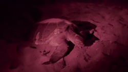 Giant sea turtle covering up eggs News Clip