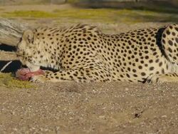 Gepard Stock Footage