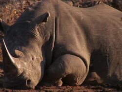 CU Shot of White Rhino resting / Kruger National Park, Mpumalanga, South Africa Stock Footage