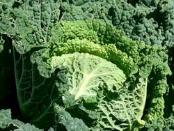CU Field of savoy cabbage / Koblenz, Rhineland-Palatinate, Germany Stock Footage