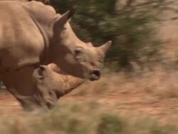 White rhino (Ceratotherium simum) adult and young, Kenya Stock Footage