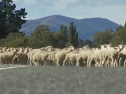 MS, New Zealand, South Island, Flock of sheep crossing country road Stock Footage