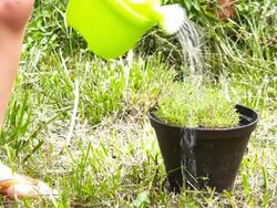 HD: Watering the plant Stock Footage