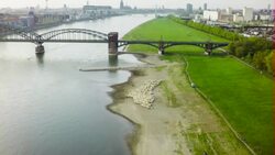 Aerial shot : Flock of sheep in Cologne Stock Footage