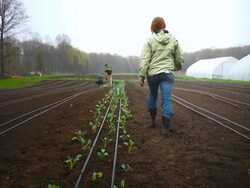 MS SLO MO Shot of Organic farmers plant rows of vegetables, woman gets up walking away and jumping over plant row / Chatham, Michigan, United States Stock Footage