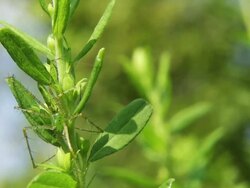 Green Lynx Spider On A Leafy Shrub Stock Footage