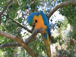 Blue and Yellow Macaw Stock Footage