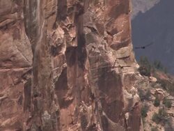 Two California Condors in Grand Canyon Soar Away Stock Footage