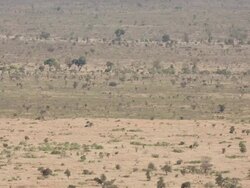 Wildlife in Kruger National Park Stock Footage