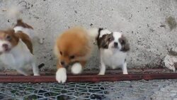 Pomeranian dog Stock Footage