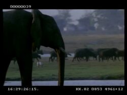 CU Pan right, African Elephant (Loxodonta africana) walking by water's edge, buffalo herd in background, Botswana Stock Footage