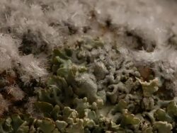T/L frost crystals growing on stone lichen take 2, UK Stock Footage
