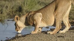 Lion drinking Stock Footage