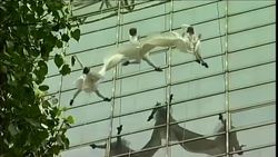 Dance troupe dance their way down building's facade in central Delhi News Clip