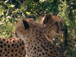 MS SLO MO Shot of Two cheetahs, Pilanesberg Game Reserve / North West Province, South Africa Stock Footage