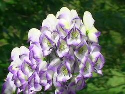 Bumblebee on Flower Stock Footage