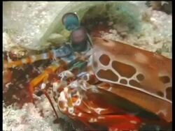 CU Peacock Mantis Shrimp fanning gills, Kapalai, Sipadan, Borneo, Malaysia Stock Footage
