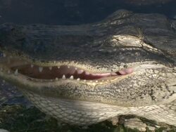 CU Alligator resting near water edge / Everglades, Florida, USA  Stock Footage