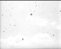 STUTTGART'S GARDEN SHOW News Clip