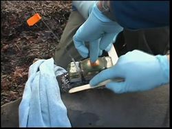 Monitoring elephant seals on California's coast News Clip