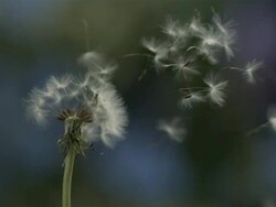 Dandelion clock seeds dispersing against natural background Stock Footage