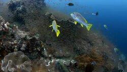 Colourful Tropical Fish Stock Footage