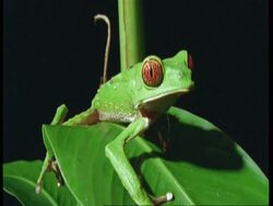 CU Red-eyed tree frog climbing on to leaf, looking alert, South America Stock Footage