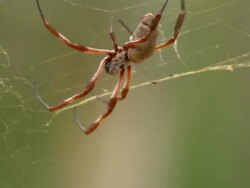 CU TS Spider walking on web / Mutawintji National Park, New South Wales, Australia Stock Footage
