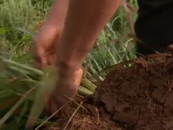 A farmer separates and thins grassy plants from soil. Stock Footage