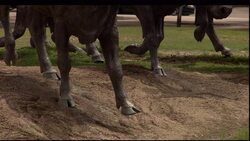 Sculptures in a park depict running cattle. Stock Footage
