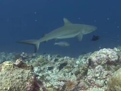 Grey Reef Shark Stock Footage