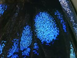 Butterfly, CU blue and black butterfly wing scales, Panama Stock Footage