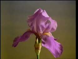 T/L flower - CU bud opening to purple Iris then closing and wilting, pale background Stock Footage