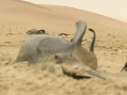 MS R/F Shot of dead bottlenose dolphin lying on beach / Port Elizabeth, Eastern Cape, South Africa Stock Footage