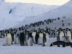 WS Groups of penguins and chick at snow / Riiser-Larsen emperor penguin colony, Queen Maud land, Antarctica  Stock Footage