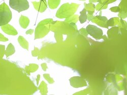 Green leaves Stock Footage