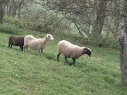 SHEEPs HERDING and walking Stock Footage