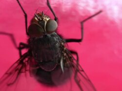 Diptera Stock Footage