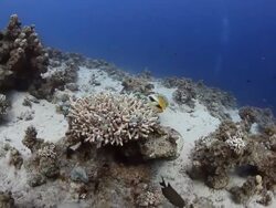 Coral And Fish Stock Footage