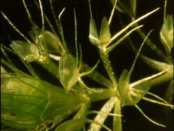 Aldrovanda, Water Wheel Plant with captured Daphnia, UK Stock Footage