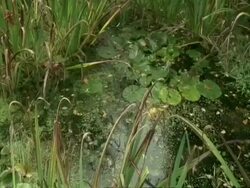 Pond, pan over and zoom to surface Stock Footage