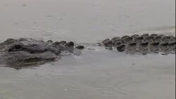 A crocodile swims at the surface of water on a rainy day in Florida. Stock Footage