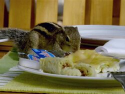 CHIPMUNK EATS BREAKFAST Stock Footage