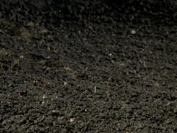 Grass germinating from soil Stock Footage