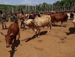 Key Afer weekly market- cows and tribal men in the market Stock Footage