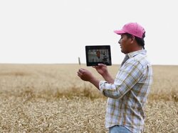 MS Farmer in Wheat Field Talking to Scientist on Tablet Computer / Oyster, Virginia, USA Stock Footage