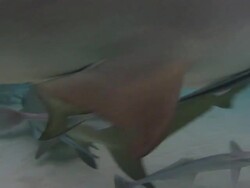 Lemon shark, Negaprion brevirostris, circling, searching for food on seabed, Bahamas  Stock Footage