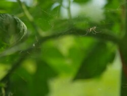 CU Shot of Spider jumps across its web / Cortes, British Columbia, Canada  Stock Footage