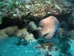 MS Paint spotted moray eel resting in crevice and tomato rock cod swimming around crevice entrance / Matola, Maputo, Mozambique Stock Footage