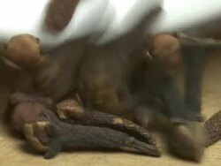 HD Cloves dispersed on a wooden board Stock Footage